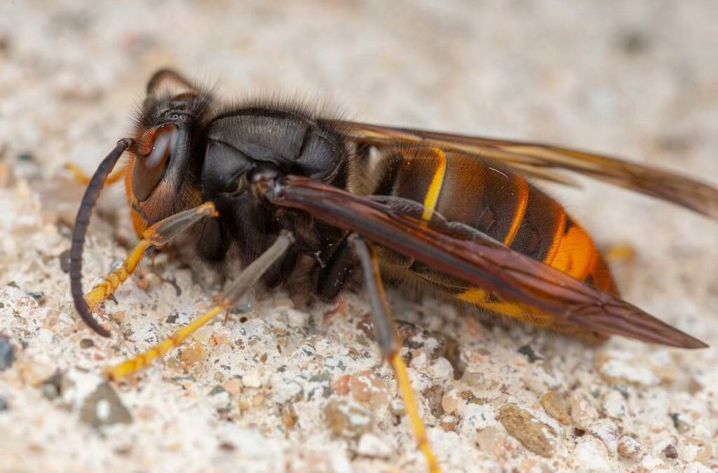 Protection contre les frelons asiatiques