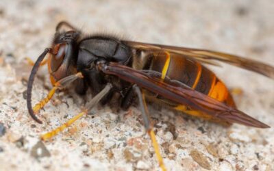 Fabrication piège à FRELONS asiatique